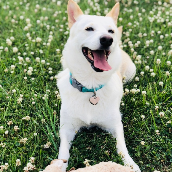 Meet your Posher, Jasmine - Picture 2 of 7